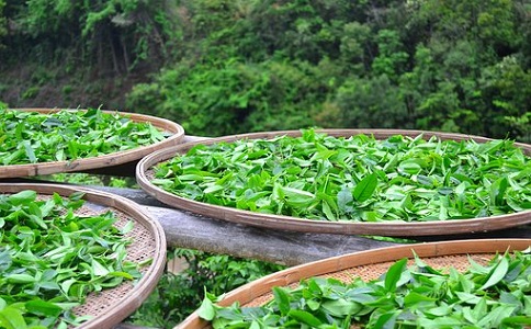 茶葉有機(jī)肥料的施用