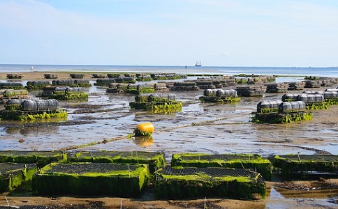 生態(tài)魚(yú)肥的優(yōu)勢(shì)與效益