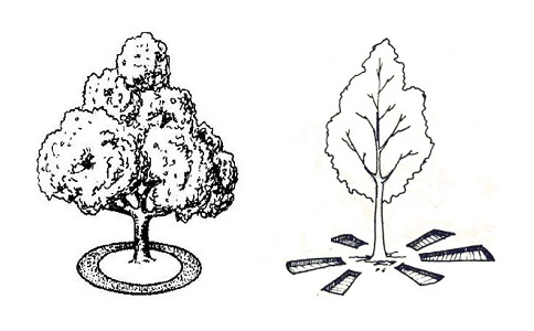 果樹(shù)施肥技術(shù)與方法