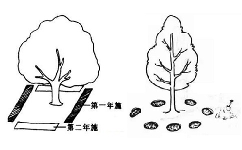 溝狀、穴狀施肥方法